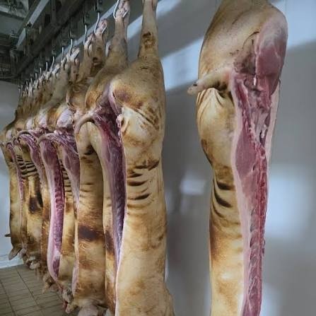 Porc sacrificat